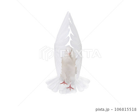 free flying white dove isolated on a white background 106815518