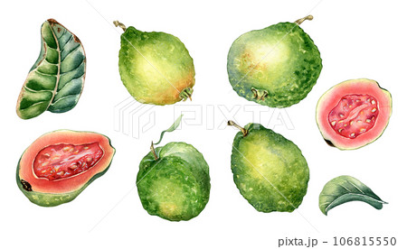 Set of half and slices guava watercolor illustration isolated on white. Tropical fruit, exotic apple, whole guajava, pink pulp hand drawn. Design element for wrapping, packaging, label, kitchen Set of half and slices guava watercolor illustration isolated on white. Tropical fruit, exotic apple, whole guajava, pink pulp hand drawn. Design element for wrapping, packaging, label, kitchen 106815550