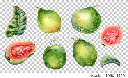 Set of half and slices guava watercolor illustration isolated on white. Tropical fruit, exotic apple, whole guajava, pink pulp hand drawn. Design element for wrapping, packaging, label, kitchen Set of half and slices guava watercolor illustration isolated on white. Tropical fruit, exotic apple, whole guajava, pink pulp hand drawn. Design element for wrapping, packaging, label, kitchen 106815550