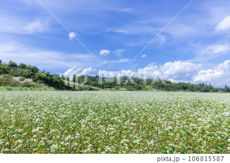 秋のそば畑 106815587