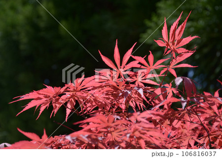 ベニカガミ 106816037