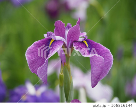 ハナショウブ 106816144