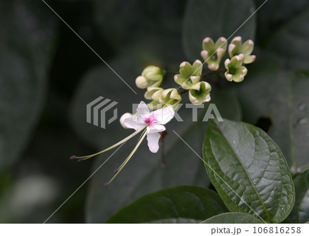 クサギ クサギ 106816258