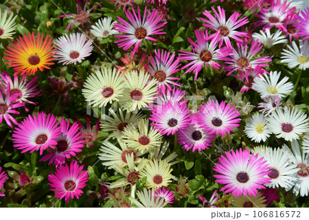 リビングストンデージー　花模様 106816572