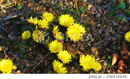 フクジュソウの花がたくさん咲いている風景 フクジュソウの花がたくさん咲いている風景 106816648