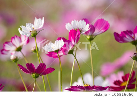 コスモス畑 益子町 コスモス畑 益子町 106816660