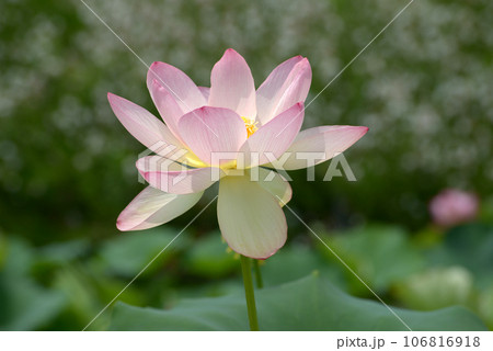 ハスの花 ハスの花 106816918