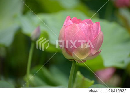 ハスの花 106816922