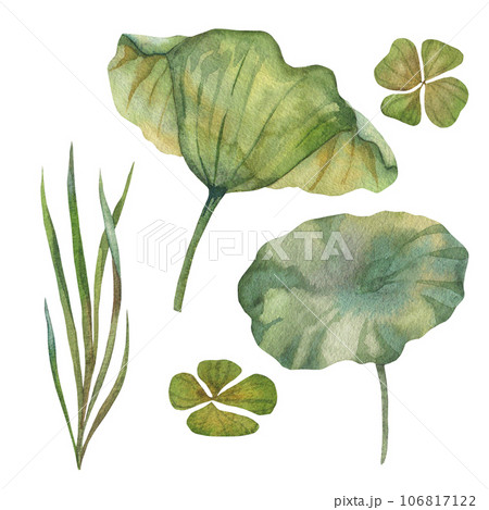 collection of watercolor green lotus leaves and grass. Botanical illustration painted in watercolor on a green background. object for your poster 106817122