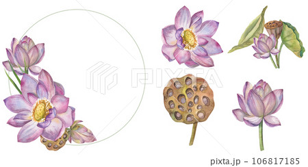 Set of a bouquet of delicate lotus flowers, painted in watercolor, in a round frame. Elements of the set isolated separately on a white background. Botanical illustration. for card design, invitation 106817185