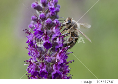 Carniolan Honey Bee Carniolan Honey Bee 106817361
