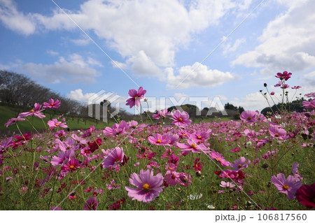 青空とコスモス畑 小美玉市 希望が丘公園 青空とコスモス畑 小美玉市 希望が丘公園 106817560
