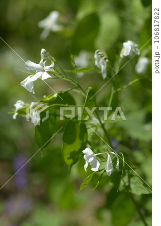 ゴウダソウの花 ゴウダソウの花 106817822