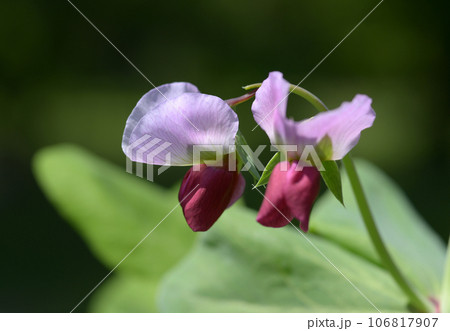 エンドウ豆の花 エンドウ豆の花 106817907