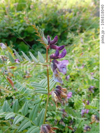 アイスランド 夏 アークレイリ 植物園 イブキノエンドウ Vicia sepium アイスランド 夏 アークレイリ 植物園 イブキノエンドウ Vicia sepium 106818040