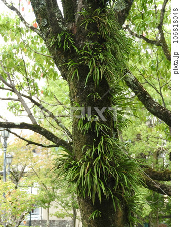 クスノキの樹皮に着生したノキシノブ(軒忍):群生 クスノキの樹皮に着生したノキシノブ(軒忍):群生 106818048