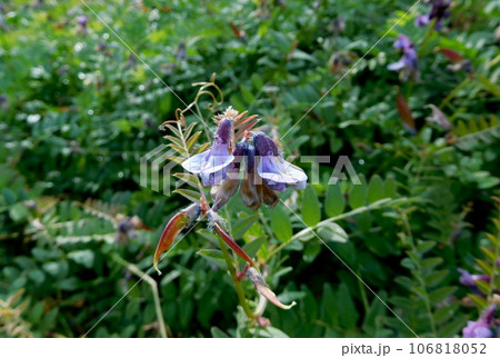 アイスランド 夏 アークレイリ 植物園 イブキノエンドウ Vicia sepium アイスランド 夏 アークレイリ 植物園 イブキノエンドウ Vicia sepium 106818052