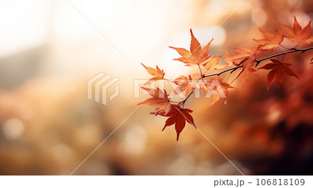 晴れた秋の紅葉 106818109
