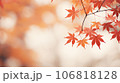 晴れた秋の紅葉 106818128