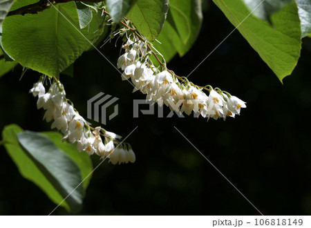 ハクウンボク 106818149