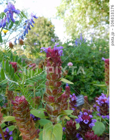 アイスランド　夏　アークレイリ　植物園　セイヨウウツボグサ 106818176