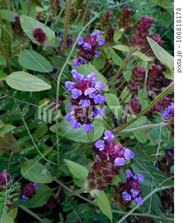 アイスランド　夏　アークレイリ　植物園　セイヨウウツボグサ 106818178
