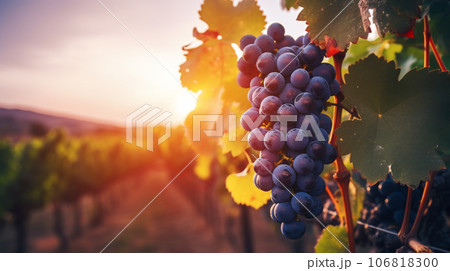 夕日の田舎の熟したぶどうが実るぶどう園 106818300