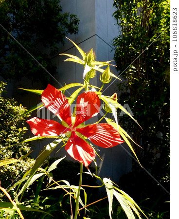 モミジアオイの花 106818623