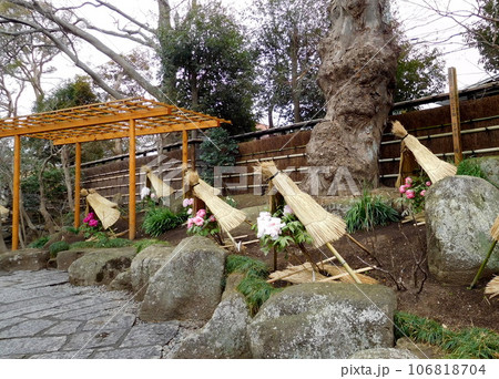 鎌倉　鶴岡八幡宮　神苑ボタン園　ボタン　 106818704