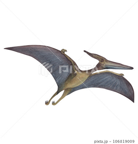 Pterodactyl Or Pteranodon Dinosaur Isolated Over White Stock Photo