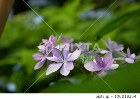 薄紫色の額紫陽花 106819234
