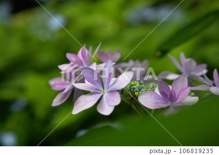 夕暮れと薄紫色の紫陽花 106819235