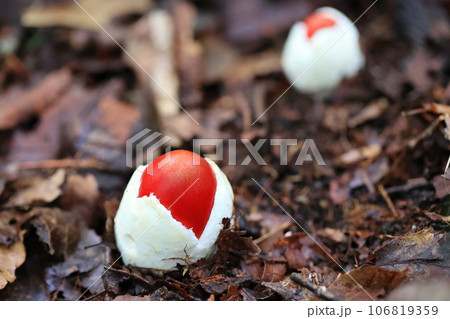 タマゴタケ 106819359
