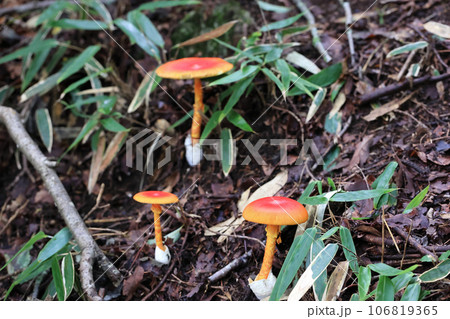 タマゴタケ 106819365