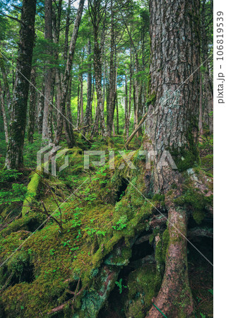 【白駒の池】苔の森【八千穂高原】 【白駒の池】苔の森【八千穂高原】 106819539