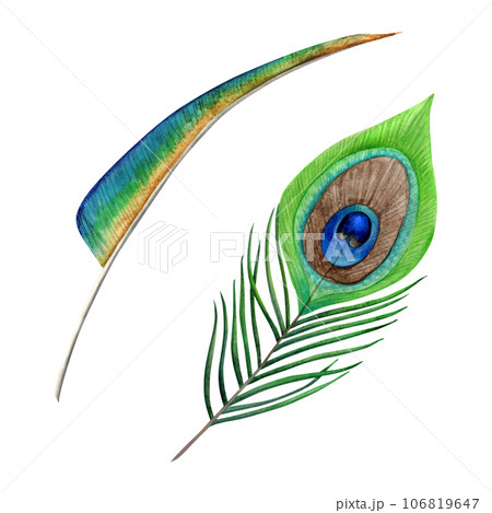 Peacock Feather Vector, Sticker Clipart Peacock Feathers Doodle Style With  Blue Feathers In A Design Cartoon, Sticker, Clipart PNG and Vector with  Transparent Background for Free Download