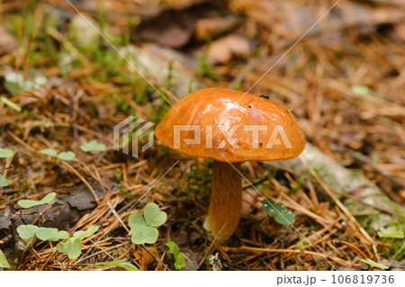 A flywheel mushroom growing in the forest. Mushroom picking. Forest mushrooms A flywheel mushroom growing in the forest. Mushroom picking. Forest mushrooms 106819736