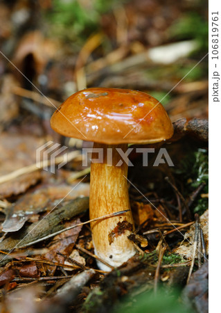 A flywheel mushroom growing in the forest. Mushroom picking. Forest mushrooms 106819761
