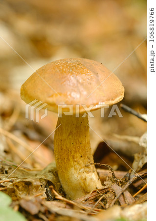 A white mushroom growing in the forest. Boletus mushroom in the wild forest 106819766