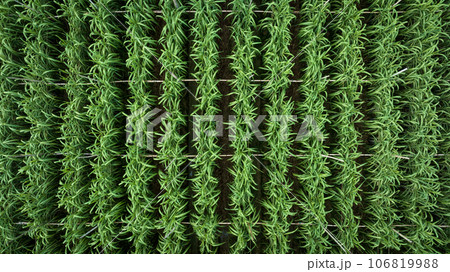 Aerial view of sugarcane plants growing at field Aerial view of sugarcane plants growing at field 106819988