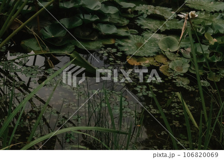 Thai Lotus in dark water in public garden. Pattern of many green leaves of Nymphaea mexicana - species of aquatic plant also known as water lily Overgrown shore of water body. Lilies on lake, surface. 106820069