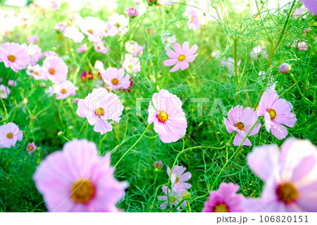 秋桜 秋の花 秋桜 秋の花 106820151