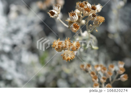 Silver ragwort Silver ragwort 106820274