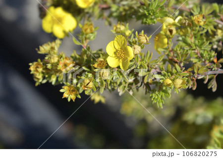 Shrubby Cinquefoil Kobold Shrubby Cinquefoil Kobold 106820275