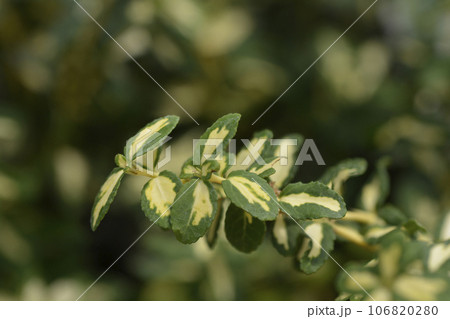 Wintercreeper Blondy Wintercreeper Blondy 106820280