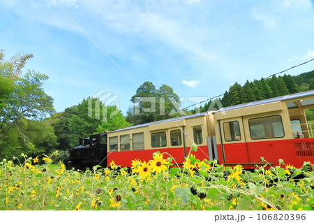 小湊鐵道「ひまわりの花咲く景色を行く里山トロッコ号」 106820396