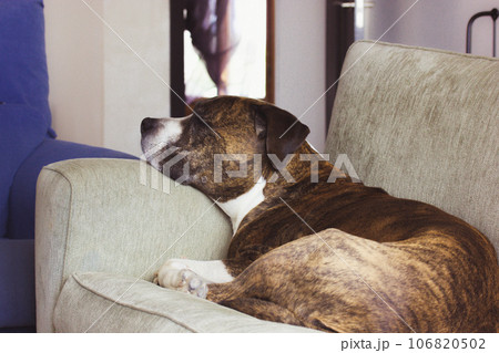 German brown boxer dog is laying on a couch. Big-sized service dog breed. A sleepy tired lazy sad domestic animal indoors is waiting for the owner. A cute lovely canine pet indoors is looking sad. 106820502
