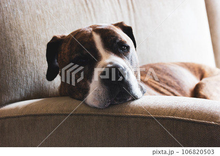 German brown boxer dog is laying on a couch. Big-sized service dog breed. A sleepy tired lazy sad domestic animal indoors is waiting for the owner. A cute lovely canine pet indoors is looking sad. 106820503
