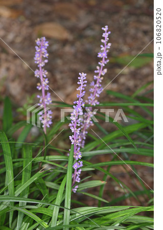 長居植物園のヤブラン 106820520