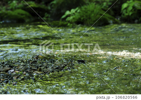 小川の水の流れ 小川の水の流れ 106820566